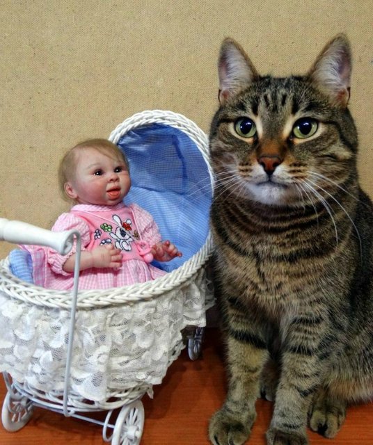 Моего кота не волнуют конкурсы, он просто любит фотографироваться