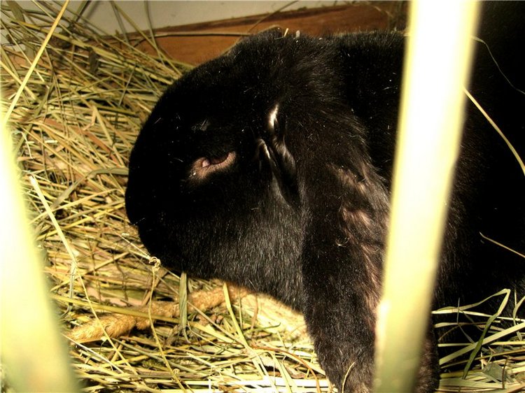 Как мы искали ручейки. Лерочка – коллекционная кукла Sissel Skille