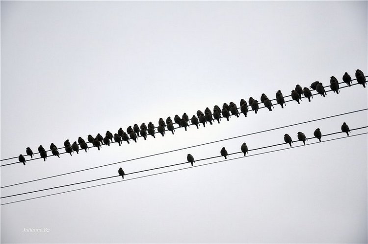 Коты прилетели... первые вестники весны