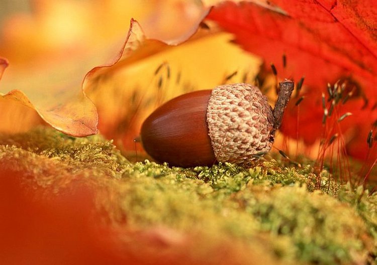 Красотка-осень — Болталка и разговоры обо всем: жизнь