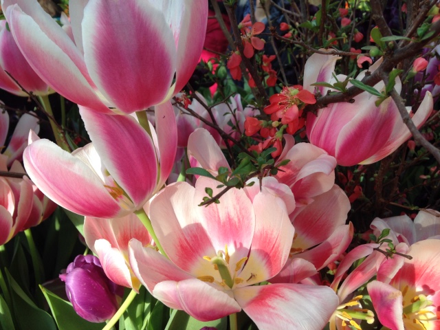 Прогулка Эмили в аптекарском огороде. H. Maciak | Бэйбики Прогулка Эмили в аптекарском огороде. H. Maciak