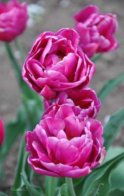 "Первый майский день..." Оливия от Helen KISH