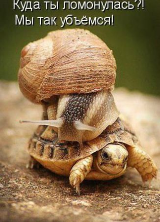 Море позитива) Для поднятия настроения (осторожно! много фото)))) | Бэйбики Море позитива) Для поднятия настроения (осторожно! много фото))))