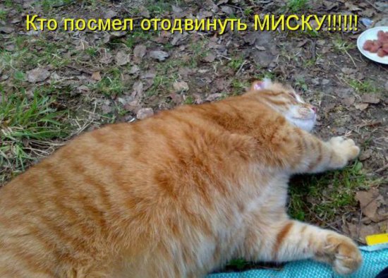 Море позитива) Для поднятия настроения (осторожно! много фото)))) | Бэйбики Море позитива) Для поднятия настроения (осторожно! много фото))))