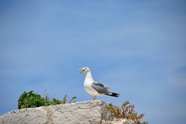 Ницца, Марсель, море и горы