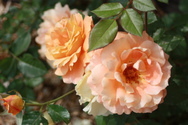 Выставка роз в Сеуле — Туризм и путешествия: фотоотчеты из поездок