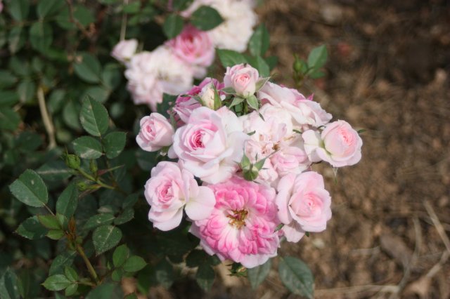 Выставка роз в Сеуле — Туризм и путешествия: фотоотчеты из поездок (фото 10)