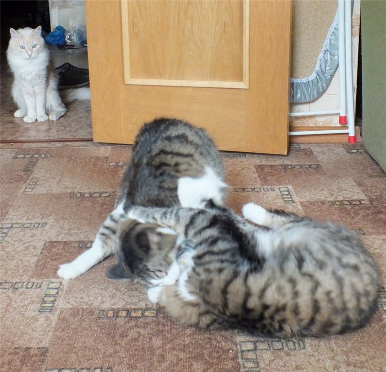 Как из идеи вязаного платья получается шитый комбинезон... или чего хотят наши куклы