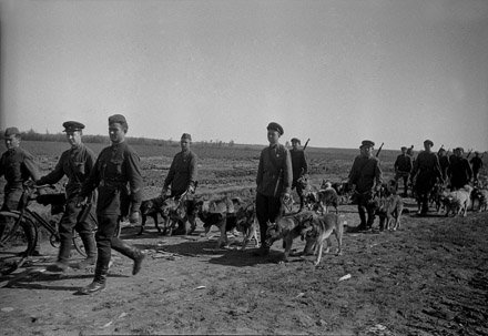 Неизвестная война. Собаки Победы