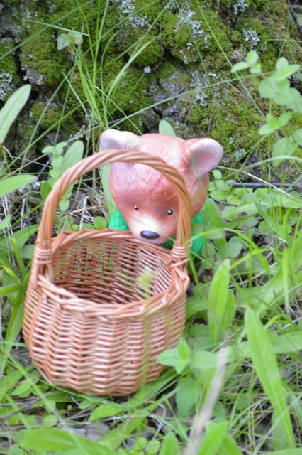 Куда пропала земляника?! Daria 2011 и Lilac 2016 от Zwergnase (фото 3)