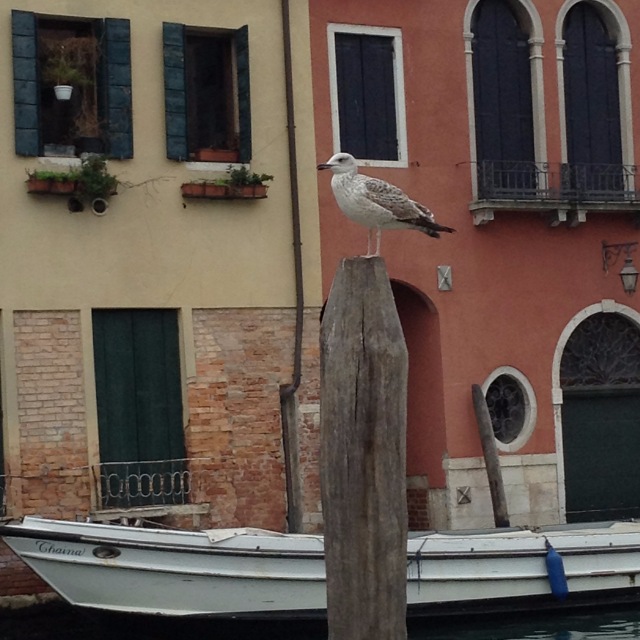 Приключения Минуш в Италии [Часть 2] Венеция -"Волшебный город на волнах, мечты высокой воплощенье"