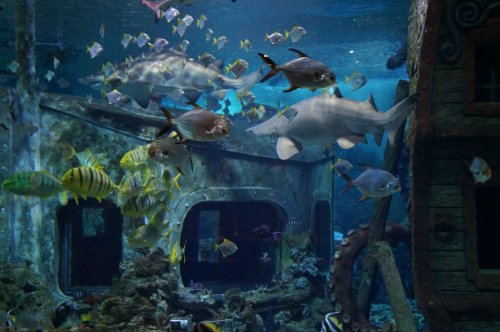 Воронежский океанариум — Туризм и путешествия: фотоотчеты из поездок