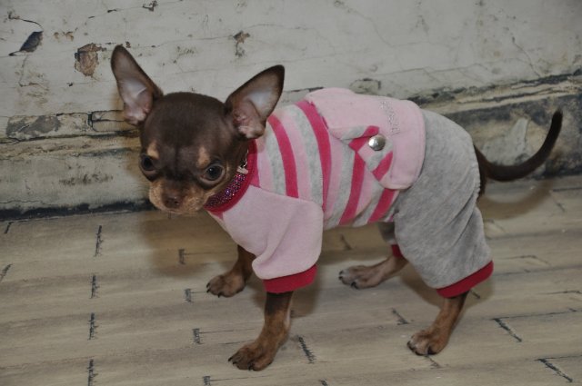 Лайла (Кайе Виггз) с Феней (чишечка). Надеюсь, что любителей собачек на сайте также много, как и поклонников кукол от Кайе