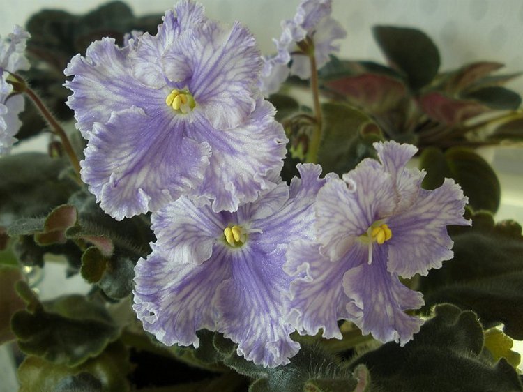 Еще немного о сумасшествии