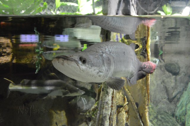 Питер - самый лучший город на земле! Вихтель Rosemarie Anna Muller