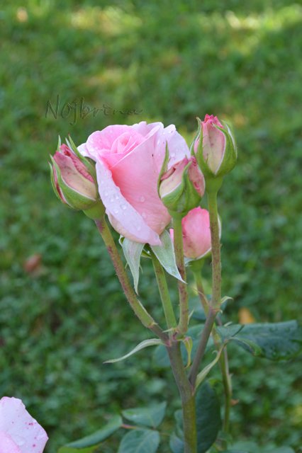 Питер - самый лучший город на земле! Вихтель Rosemarie Anna Muller (фото 4)