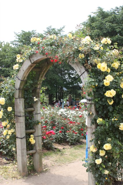 Выставка роз в Сеуле — Туризм и путешествия: фотоотчеты из поездок