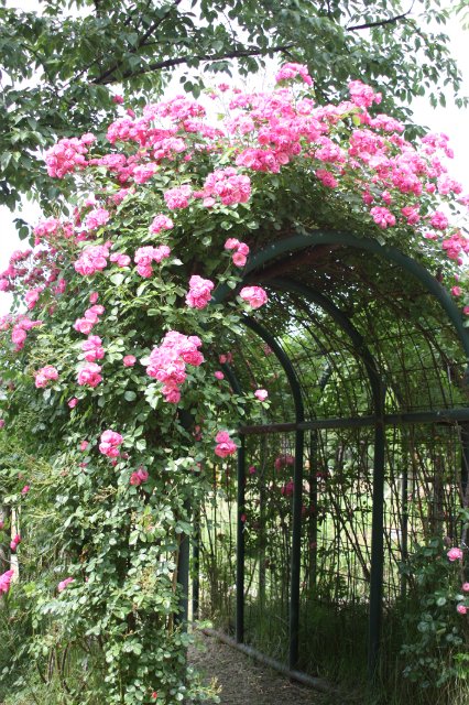 Выставка роз в Сеуле — Туризм и путешествия: фотоотчеты из поездок