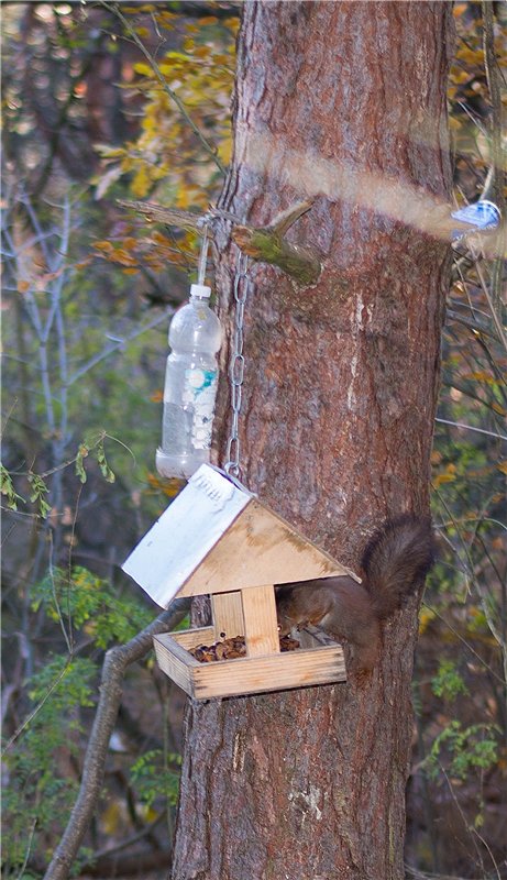 Прогулка в осень... или в гостях у белочек (фото 10)