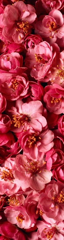 Головокружительные, обворожительные балеринки-лебеди! Адриана от Susan Lippl и две ее сестренки от Lee Middleton! Часть