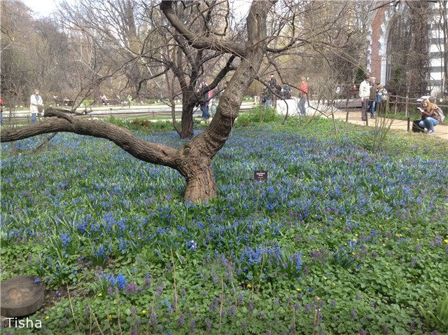 Маленькие садовники или весна в Аптекарском огороде