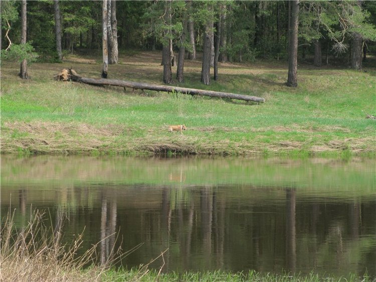 Сказочное Василёво. Реплика антикварной куклы Bébé BRU JNE от автора Branka Schärli