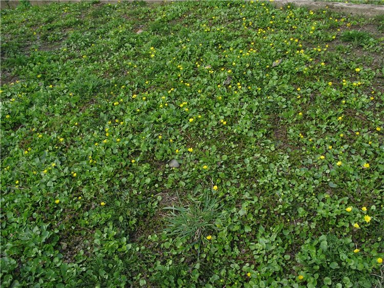 Тверская прогулка вдоль Волги - Матушки реки