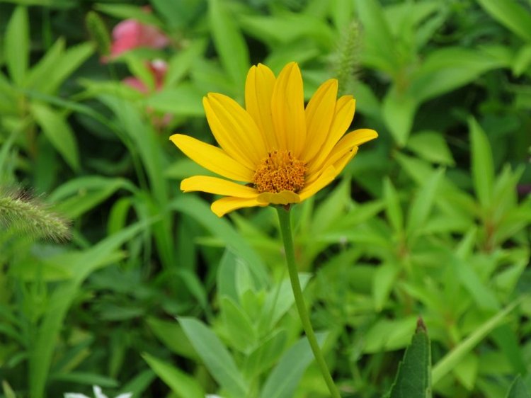 Комбинезон из куска льняной ткани для Хелены