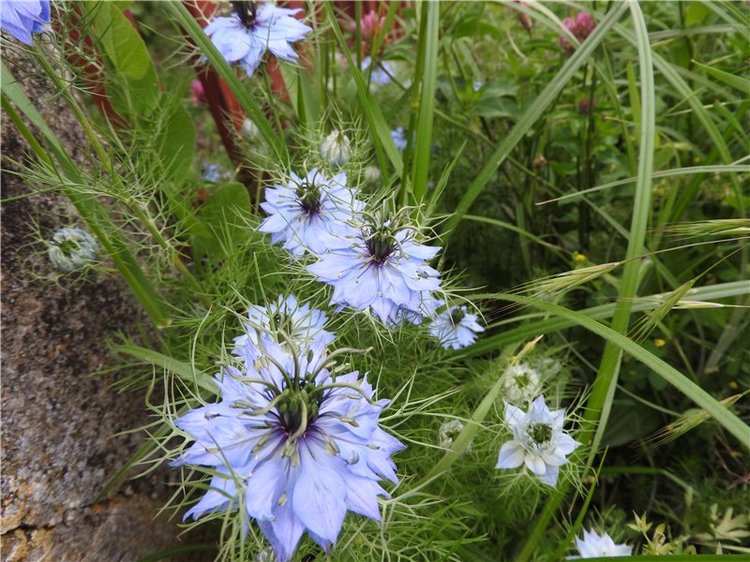 Любителям маленьких кукол