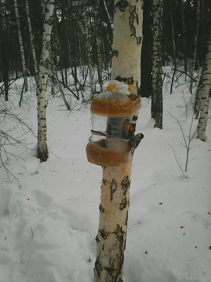 Интересное наблюдение за птицами у кормушки