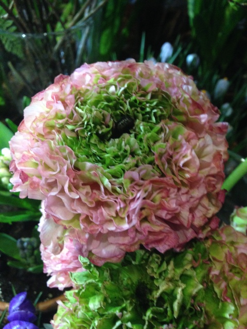 Поздравление с 8 Марта или "Репетиция весны в аптекарском огороде"