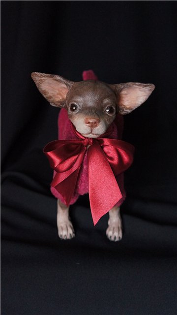 Авторские собачки Светланы Гришко