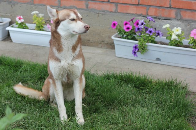 Вязаный подиум от Smorodinы для кукол Gotz