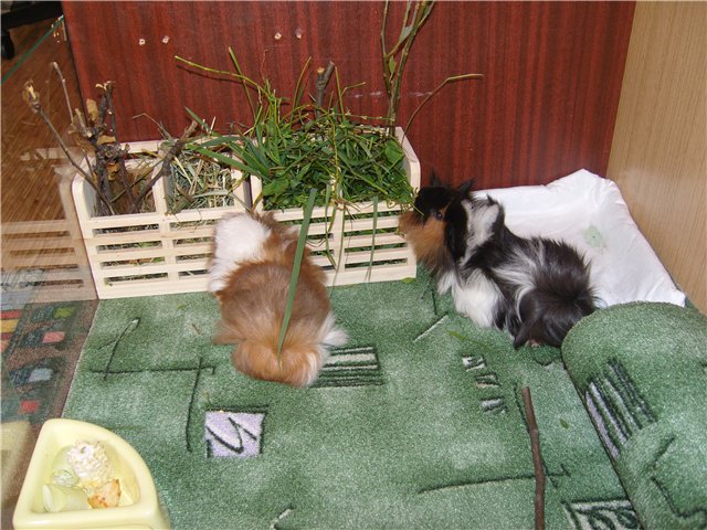 Мои любимые свинтусы Арлекин, Домино, Кёрли и Кума (фото 3)