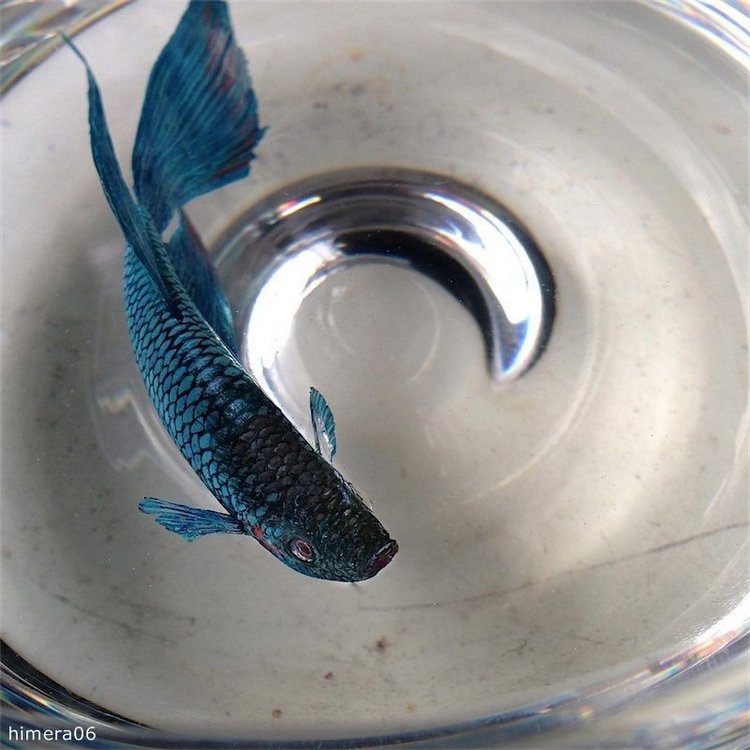 Живопись акрилом и лаком от Кенга Лая (Keng Lye)