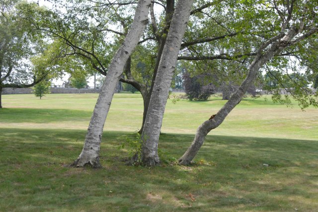 Мне березка нравится - ведь обе мы красавицы! Листья тихо шелестят, меж собою говорят