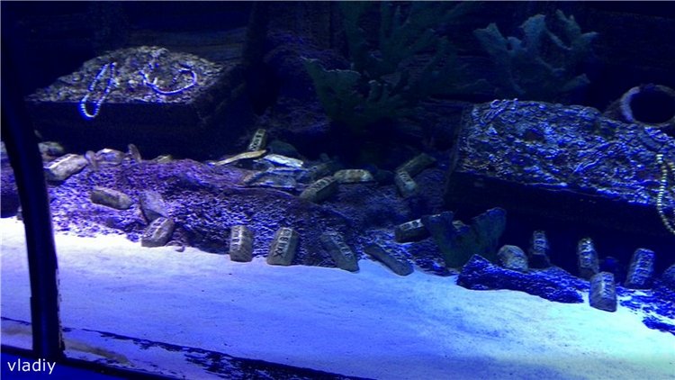 Как Стеша в Океанариум ездила