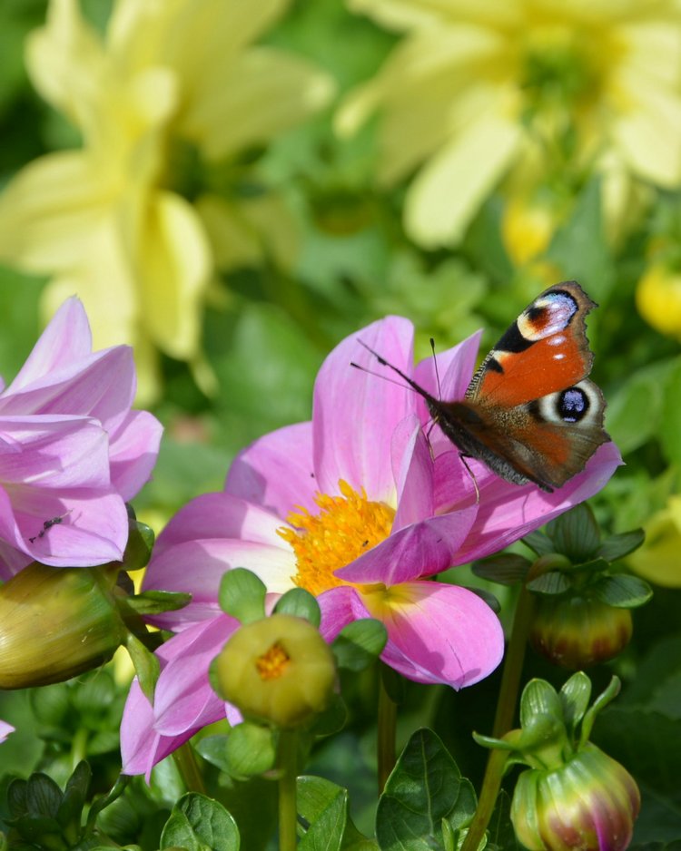 Охота на бабочек — Болталка и разговоры обо всем: жизнь