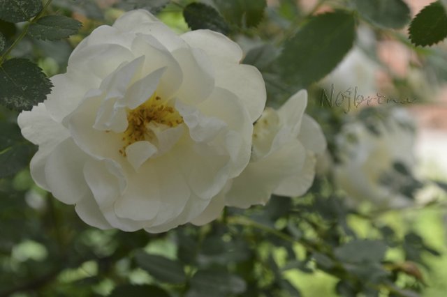 Яркие краски. Вихтели Rosemarie Anna Muller