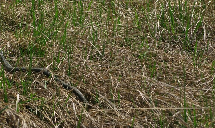 На водопад с Райли. Riley от автора Helen Kish