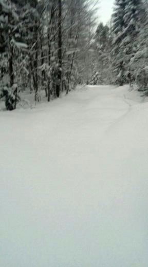 Прогулка в заснеженный лес с Морисом