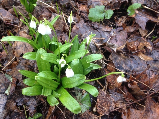 Фотосессия куклы ГДР Косолапки в Аптекарском огороде