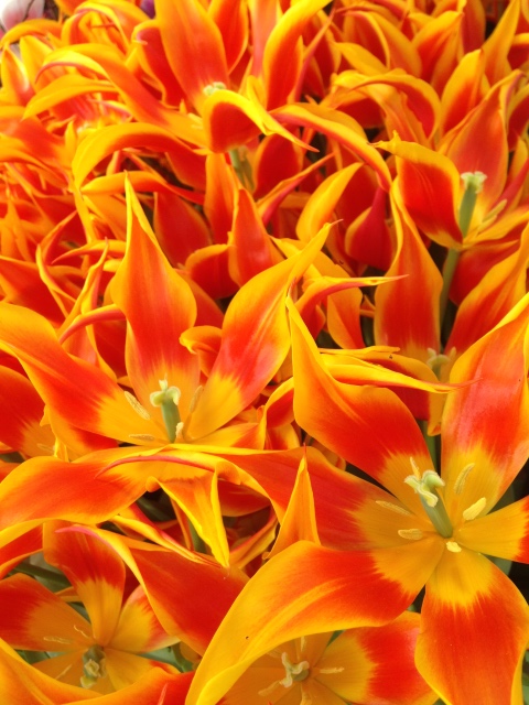 Прогулка Эмили в аптекарском огороде. H. Maciak | Бэйбики Прогулка Эмили в аптекарском огороде. H. Maciak