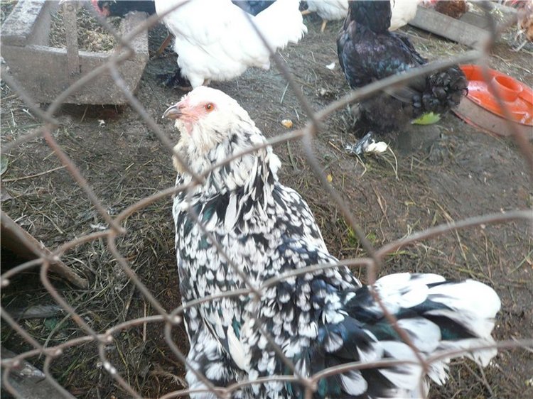 Пупсики родом из детства! Начало коллекции