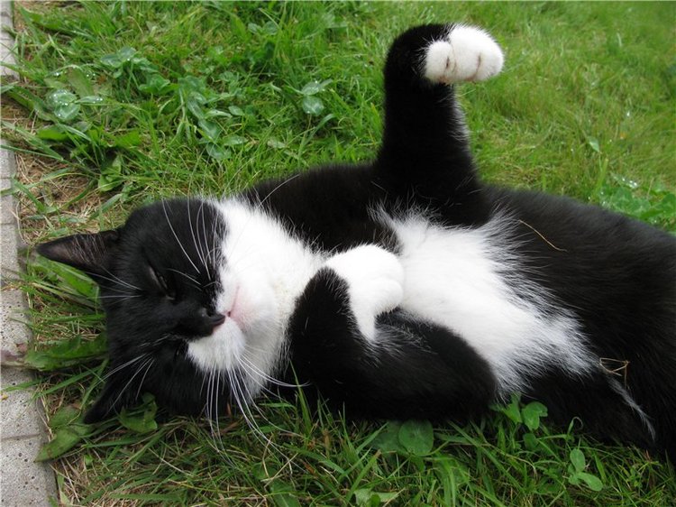 Как Антонио невесту выбирал | Бэйбики Как Антонио невесту выбирал