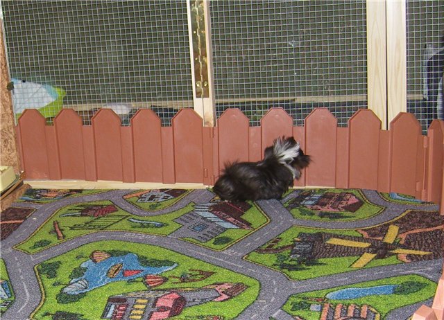 Мои любимые свинтусы Арлекин, Домино, Кёрли и Кума