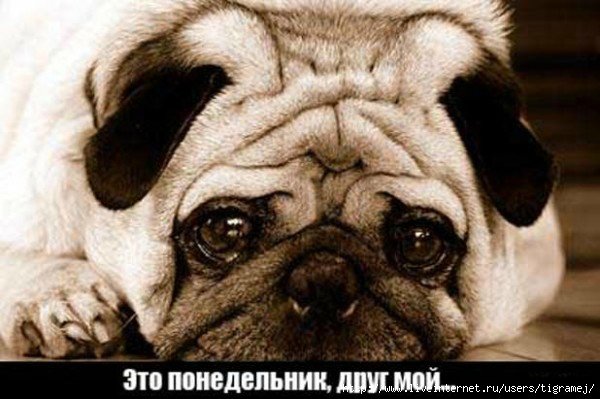 Понедельник - день тяжёлый | Бэйбики Понедельник - день тяжёлый