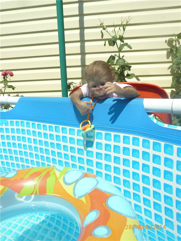 Анфисочка! Кукла - реборн - обезьянка Светланы Преображенской. Часть первая