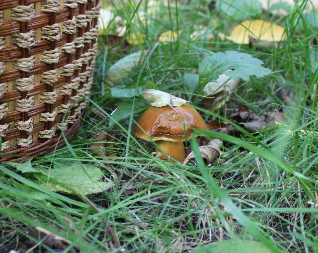 Весь день стоит как бы хрустальный, и лучезарны вечера... Куклы реборн Елены Ядриной