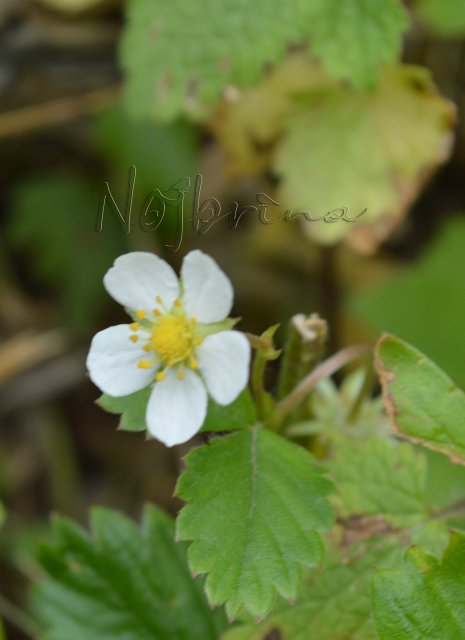 Одну ягодку беру, на другую смотрю, третью примечаю... Мона от Schildkroet (фото 4)